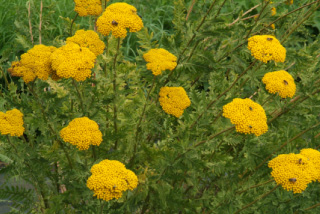 Achillea filipendulinaGeel duizenblad bestellen